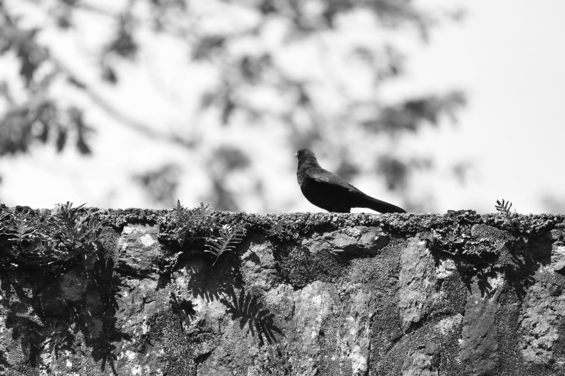 Blackbird On A Wall