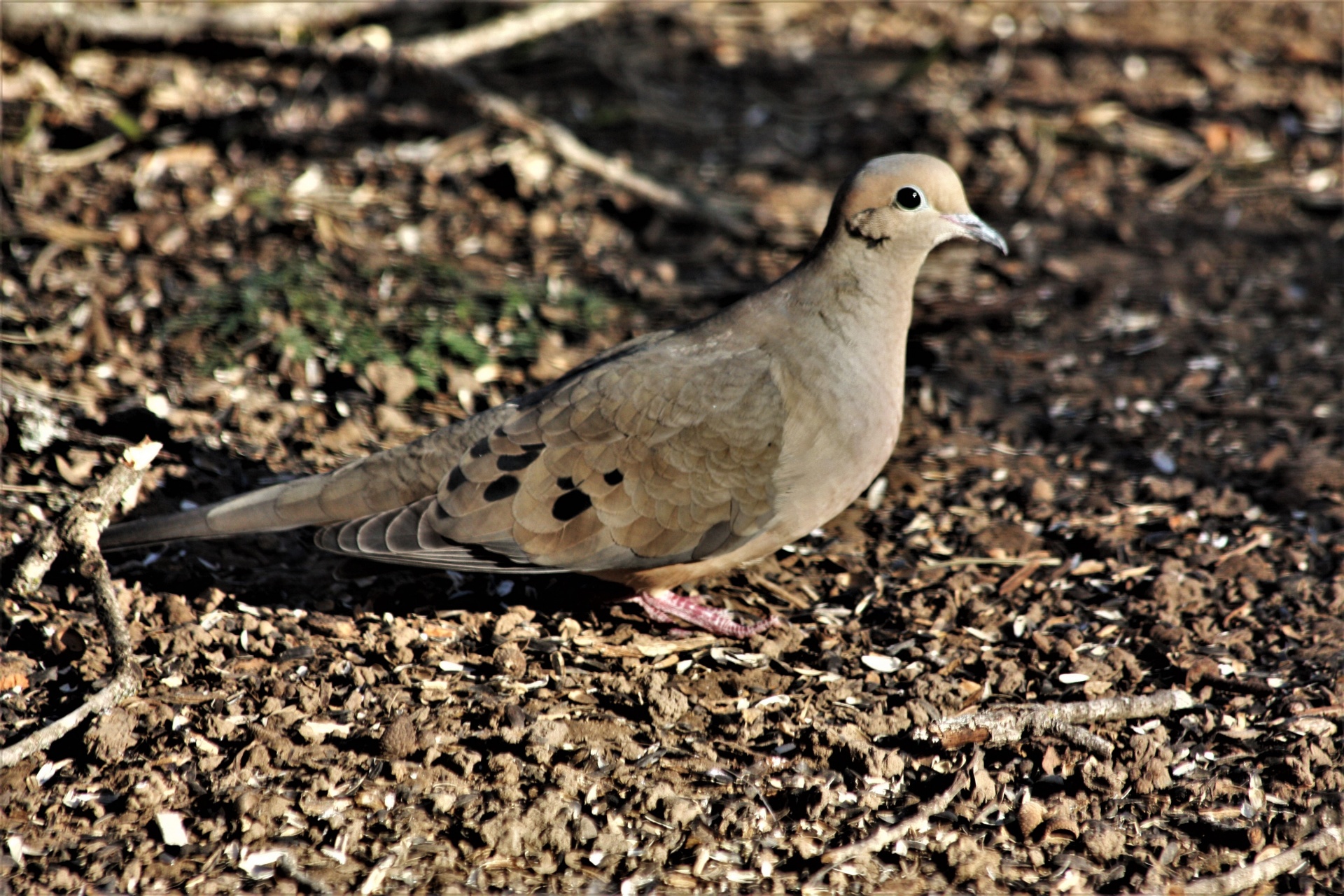 Close-up of a beautiful gray mourning dove as it sits on the ground among sunflower seeds.
