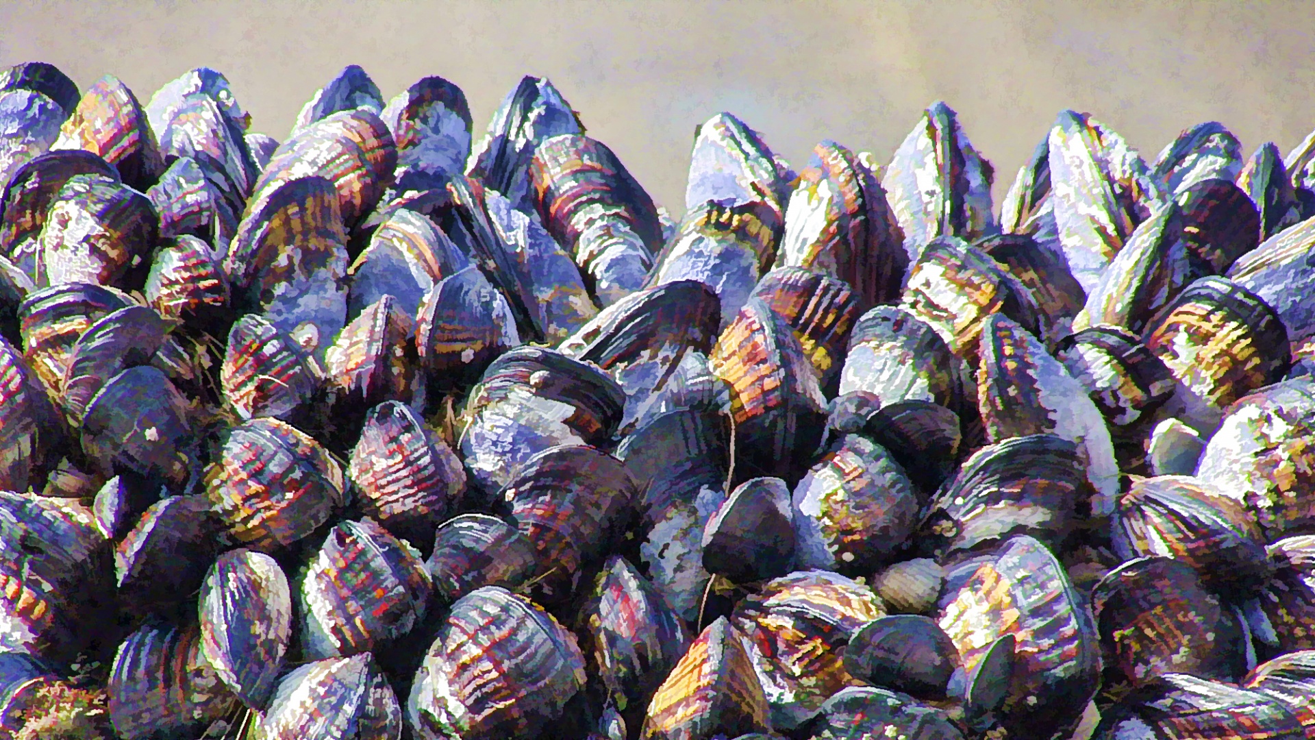 artistic touch applied to photo of a cluster of mussel shells