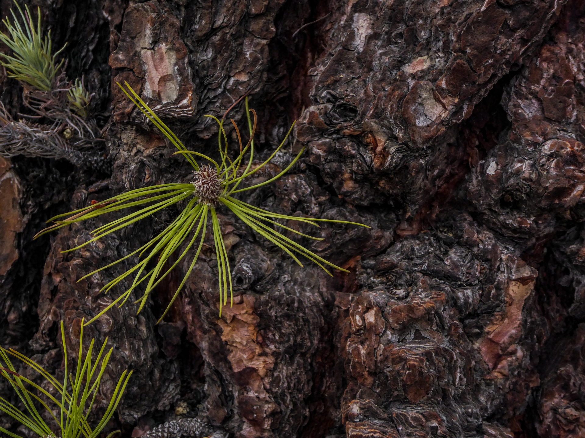 Background suitable image of a tree with new sprouts of pine needles growing from the bark