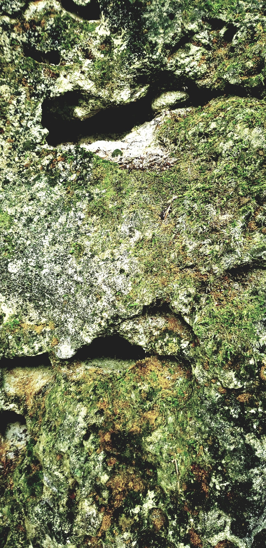 An aged rock with holes, cracks, and moss