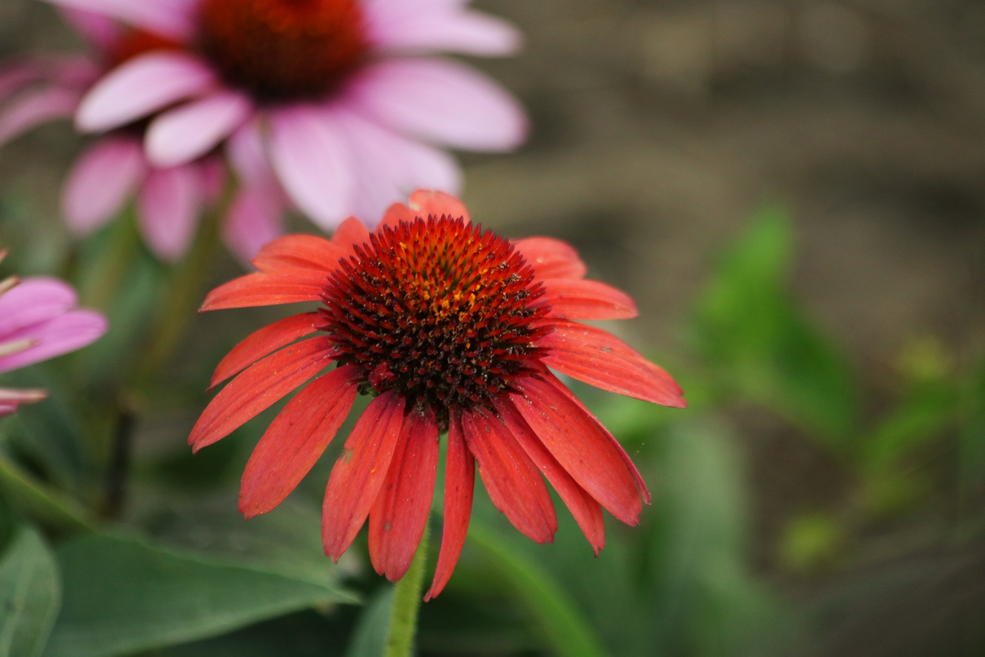 A beautiful dark orange coneflower with pink coneflowers blurred in the background, on a blurred green background.