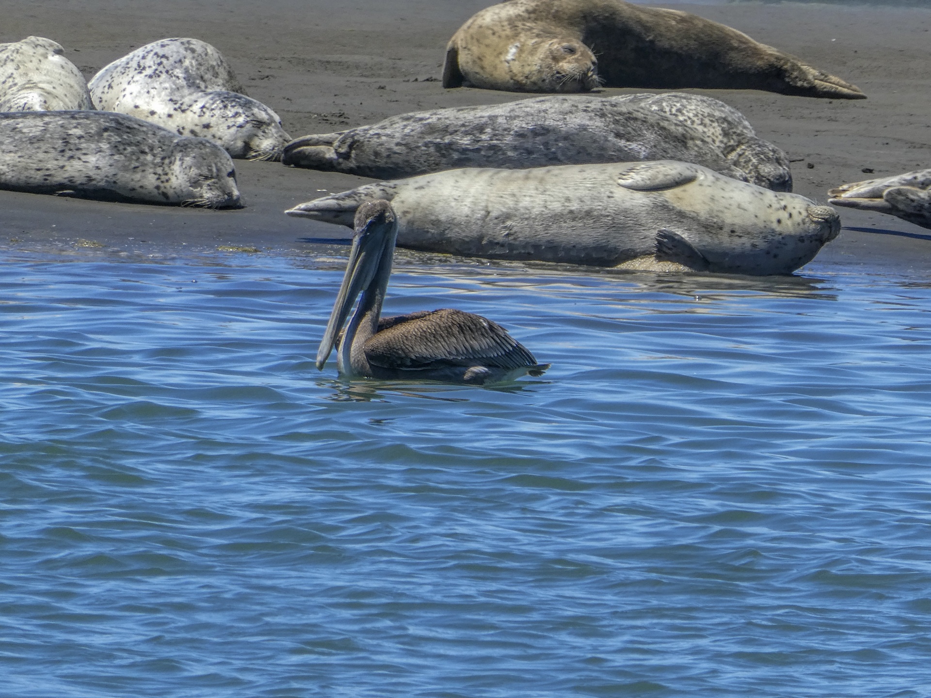 pelican swims by molting seals