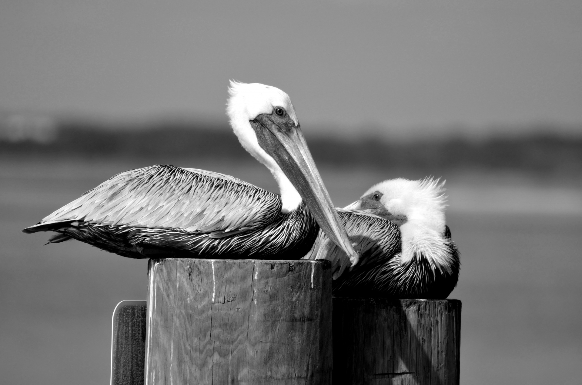 Pelicans Resting