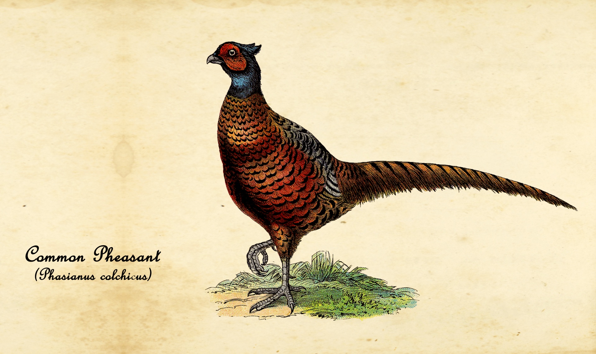 Pheasant Vintage Illustration