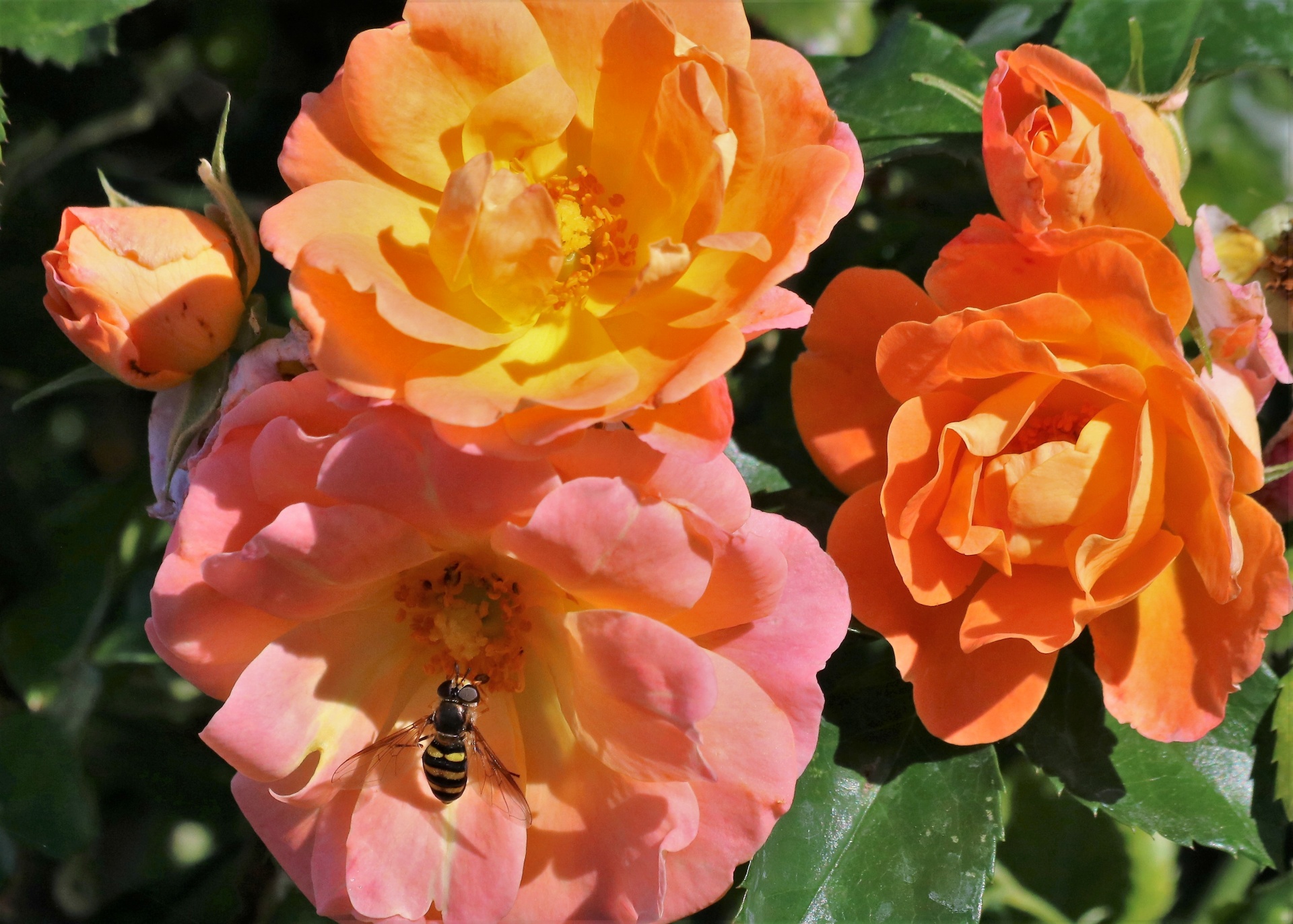 Pink And Orange Roses And Bee
