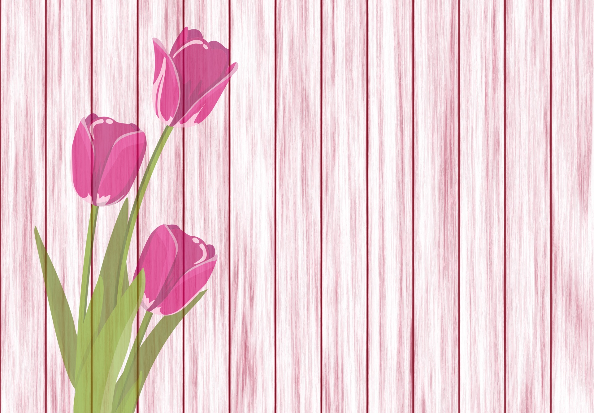 Pink tulips on a pink paneled wall designed as a card with copy space to write your own greeting. This image is free for download and use on commerical or personal projects