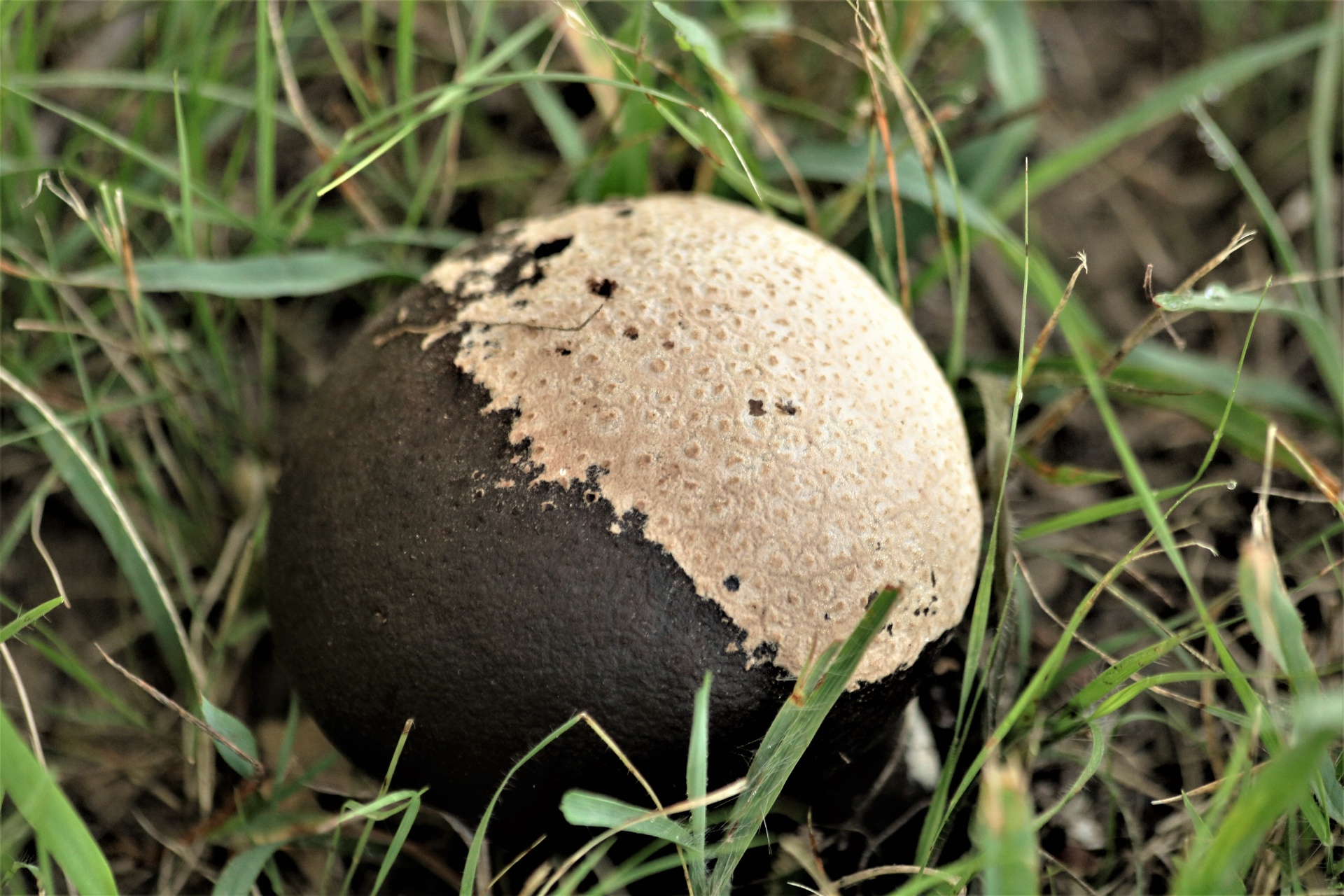 Close-up of a puffball mushroom, half white and half black, as it transforms with age, on a green grass background.