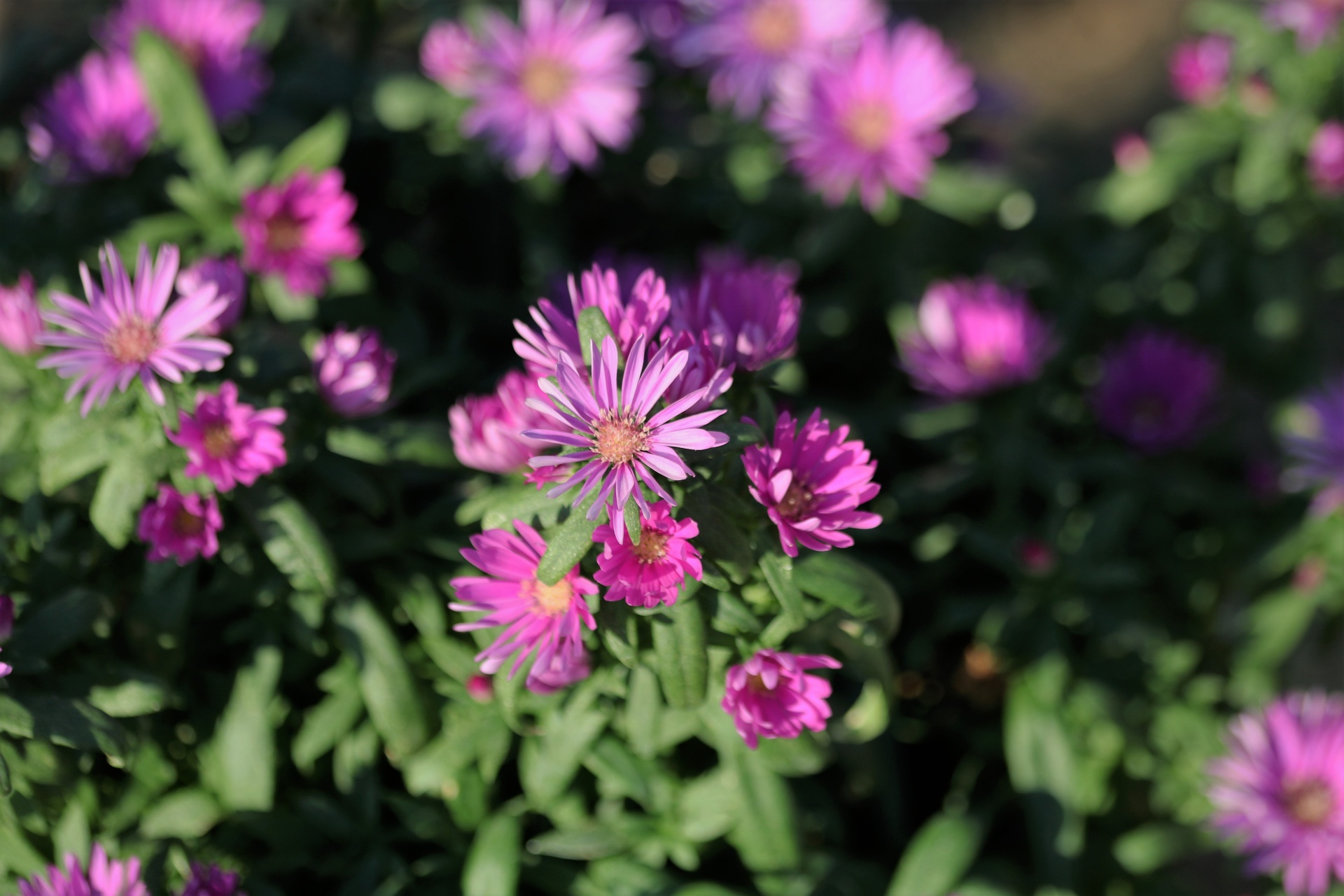 Purple Asters And Bokeh