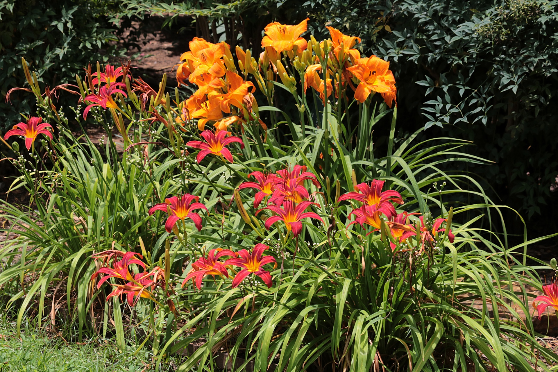 Red And Orange Day Lilies In Garden