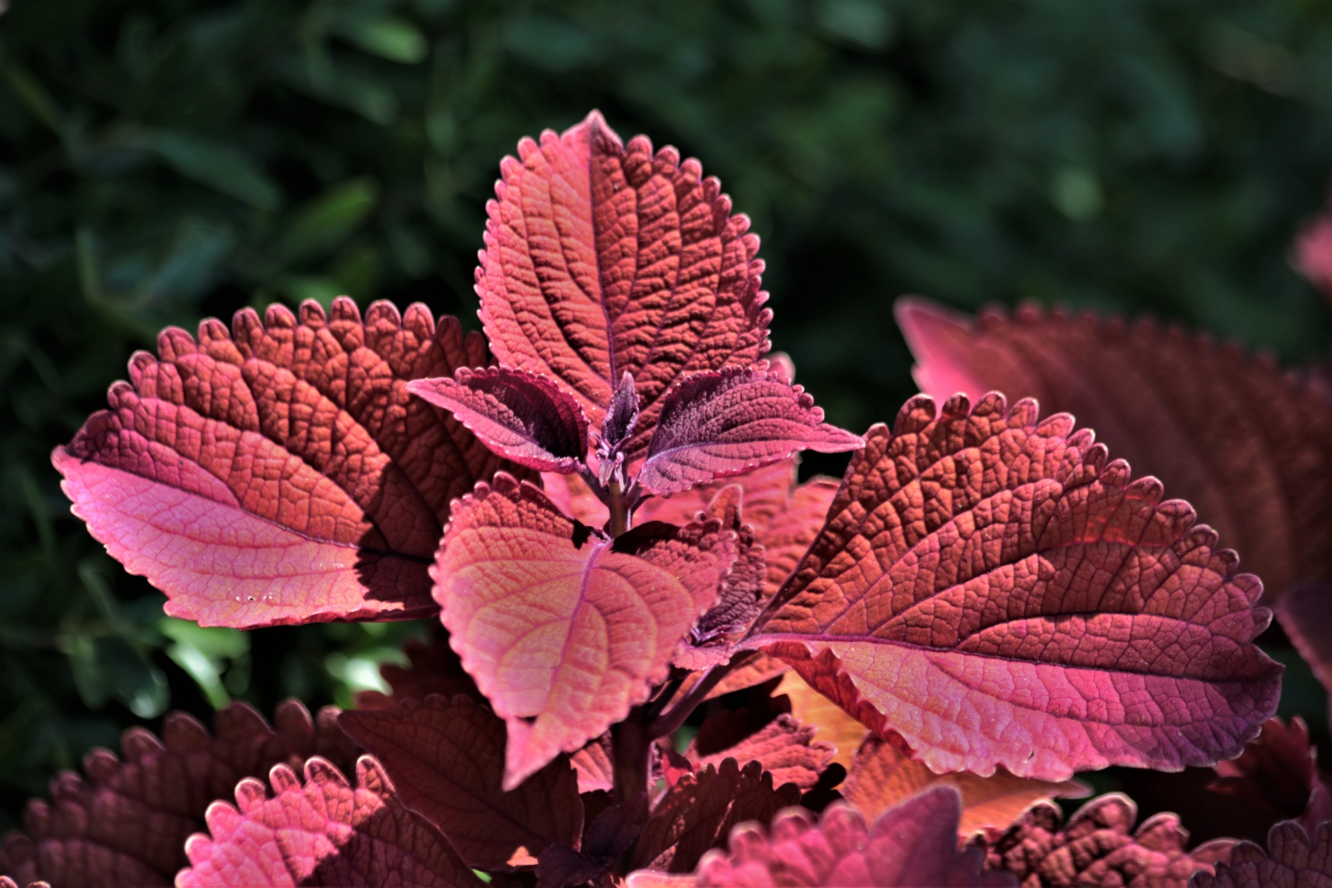 Red Coleus Leaves Close-up Free Stock Photo - Public Domain Pictures