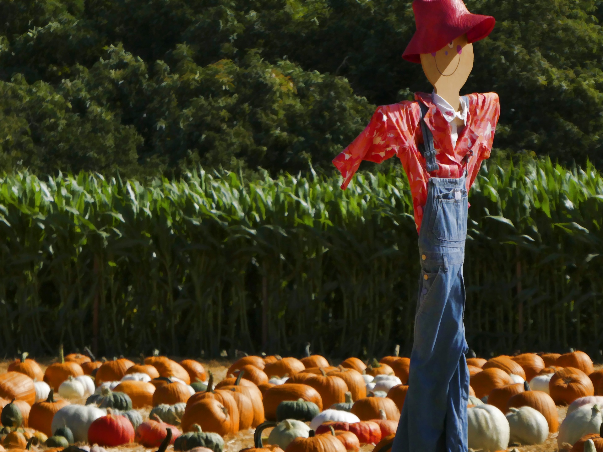 scarcrow stands among assorted pumpkins with corn stalks growing in background