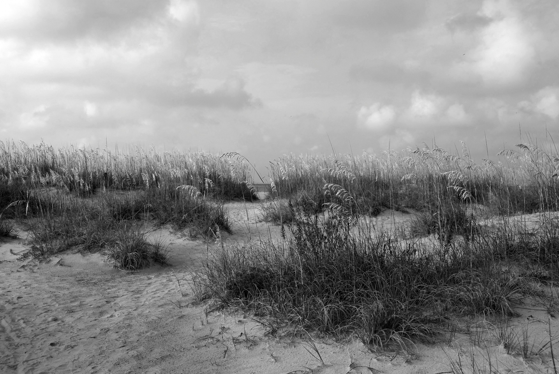 Sea oats on the beach at Florida, USA black and white image