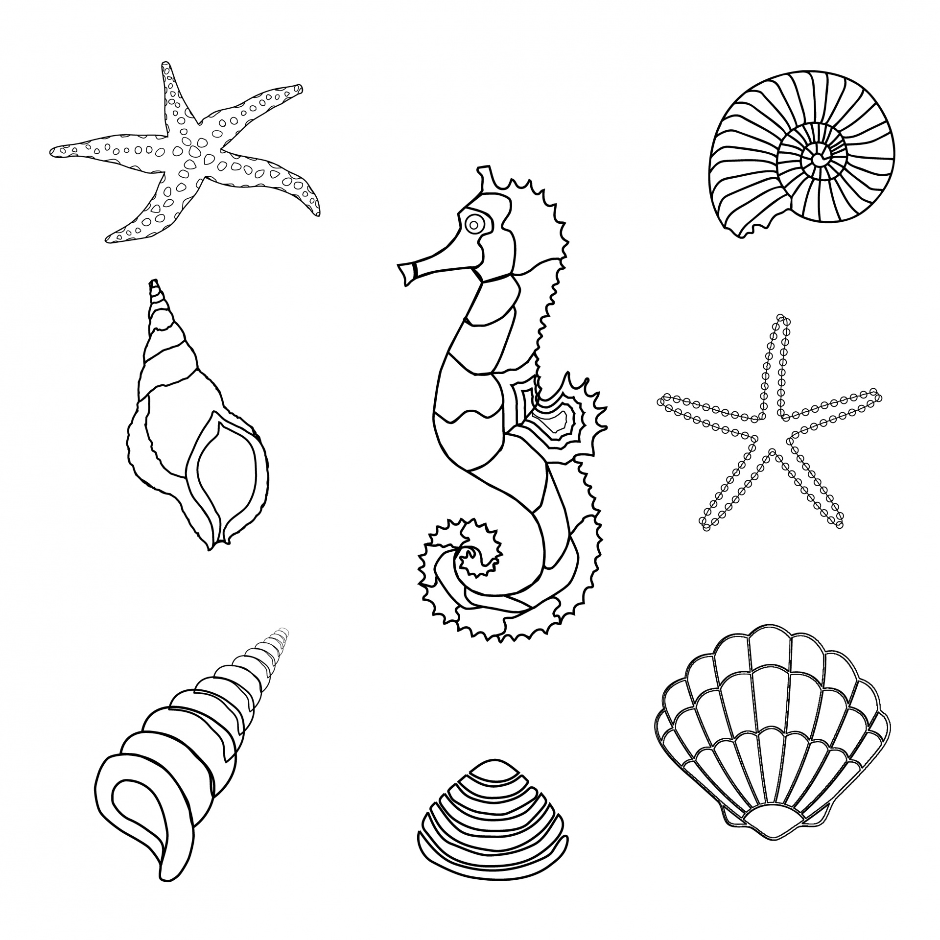 Seahorse, Shells Outline Clipart