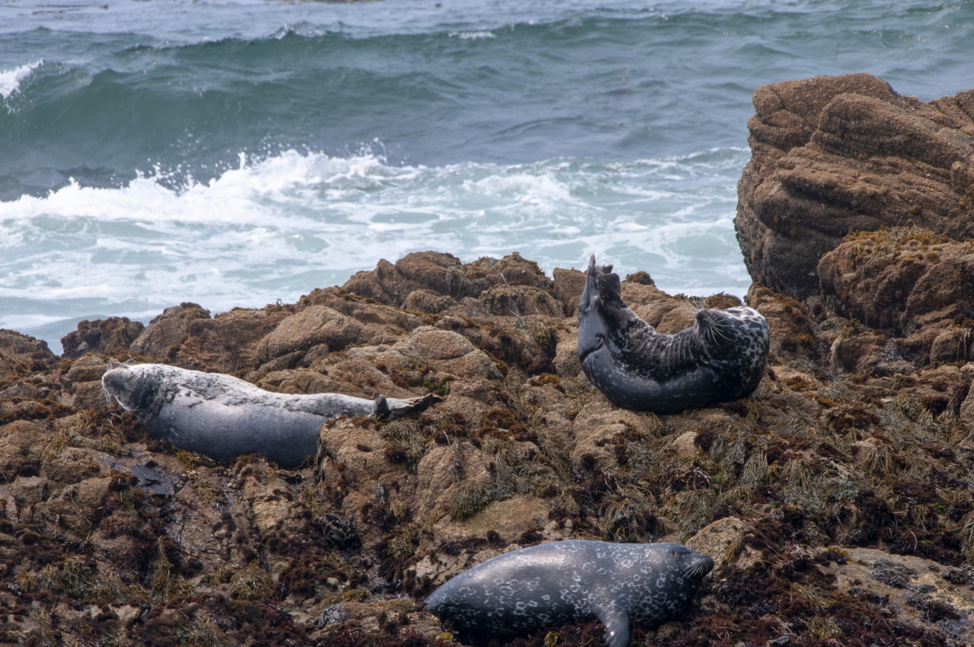 three molting seals on rocks with crashing waves behind them