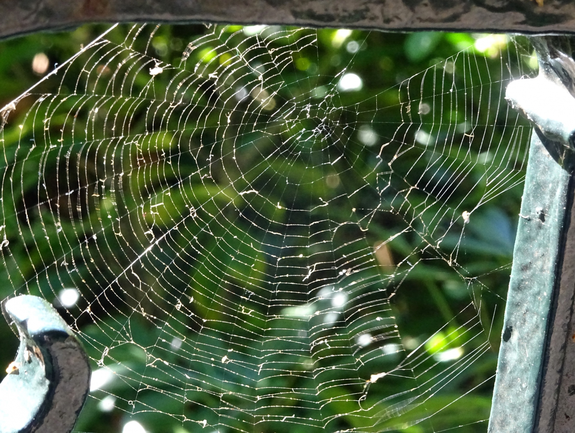 Spiders Web On Railings