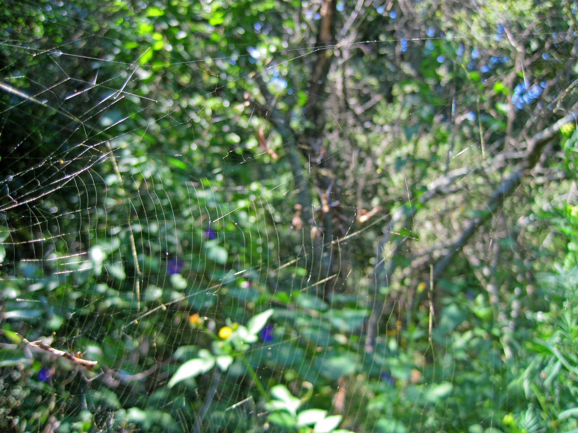 Spiral Orb Spider's Web In Nature