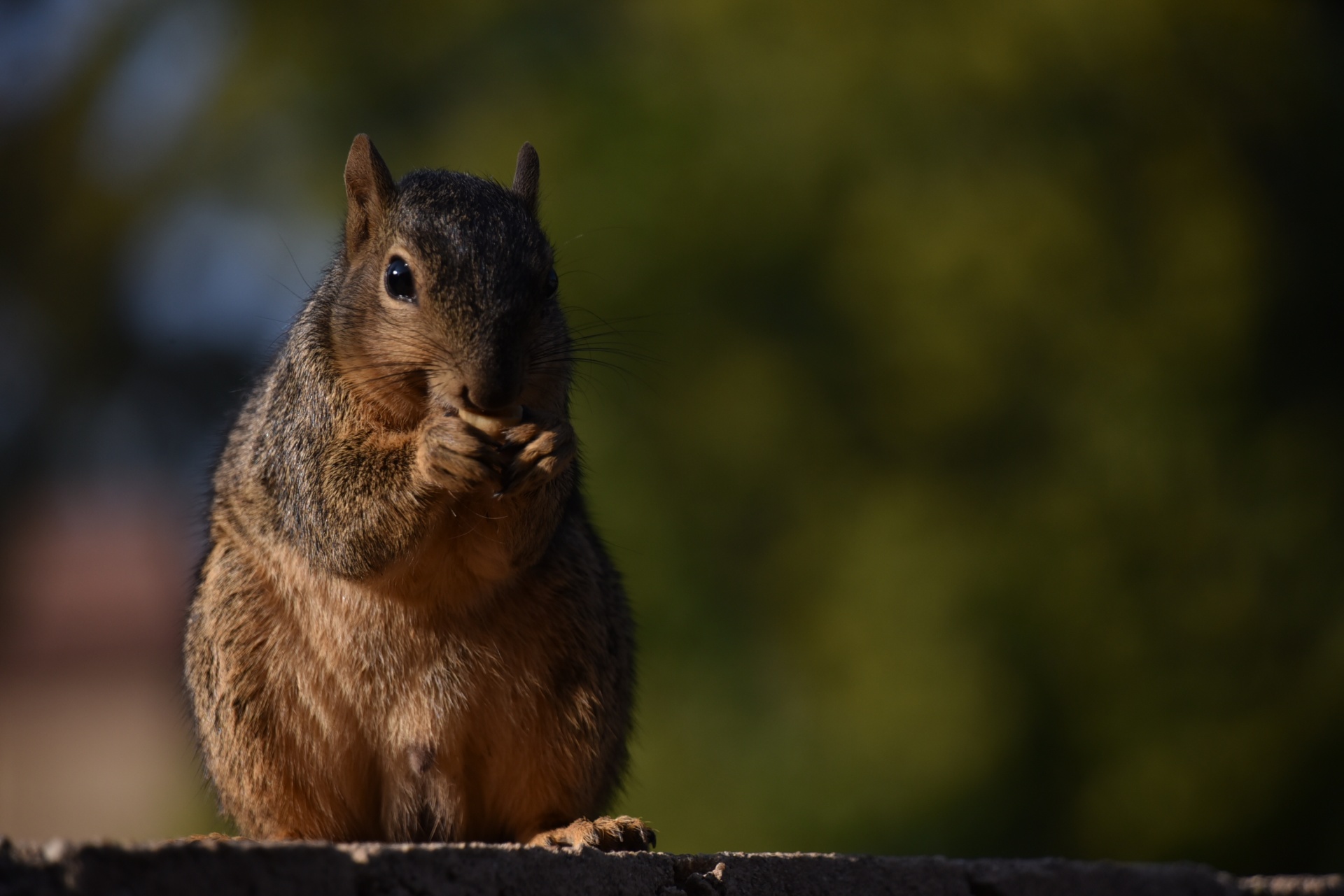 Squirrel Portrait Outdoors