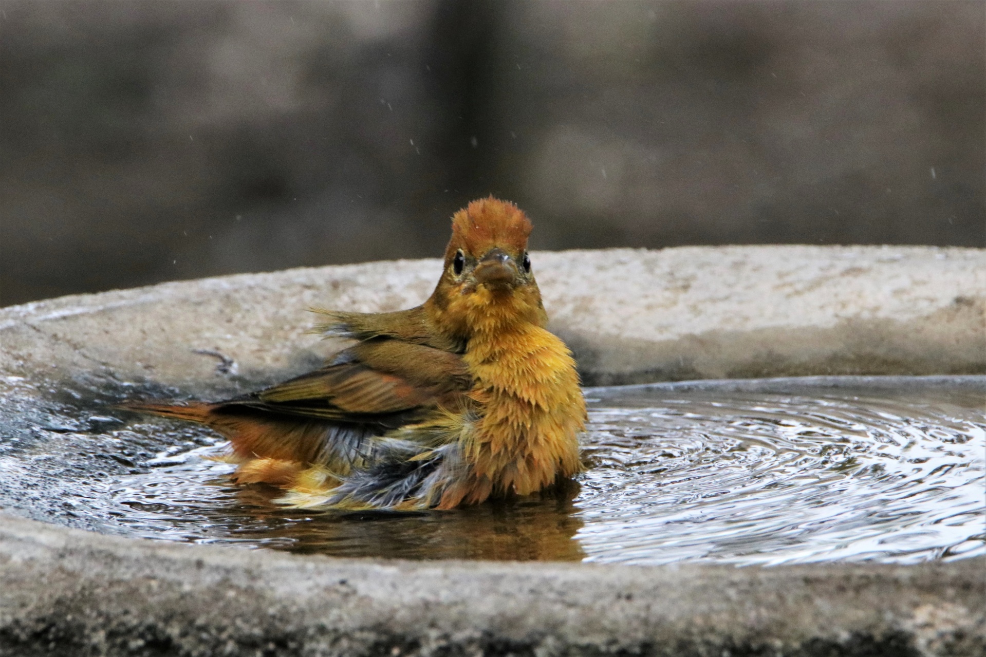 Summer Tanager In Bird Bath 2
