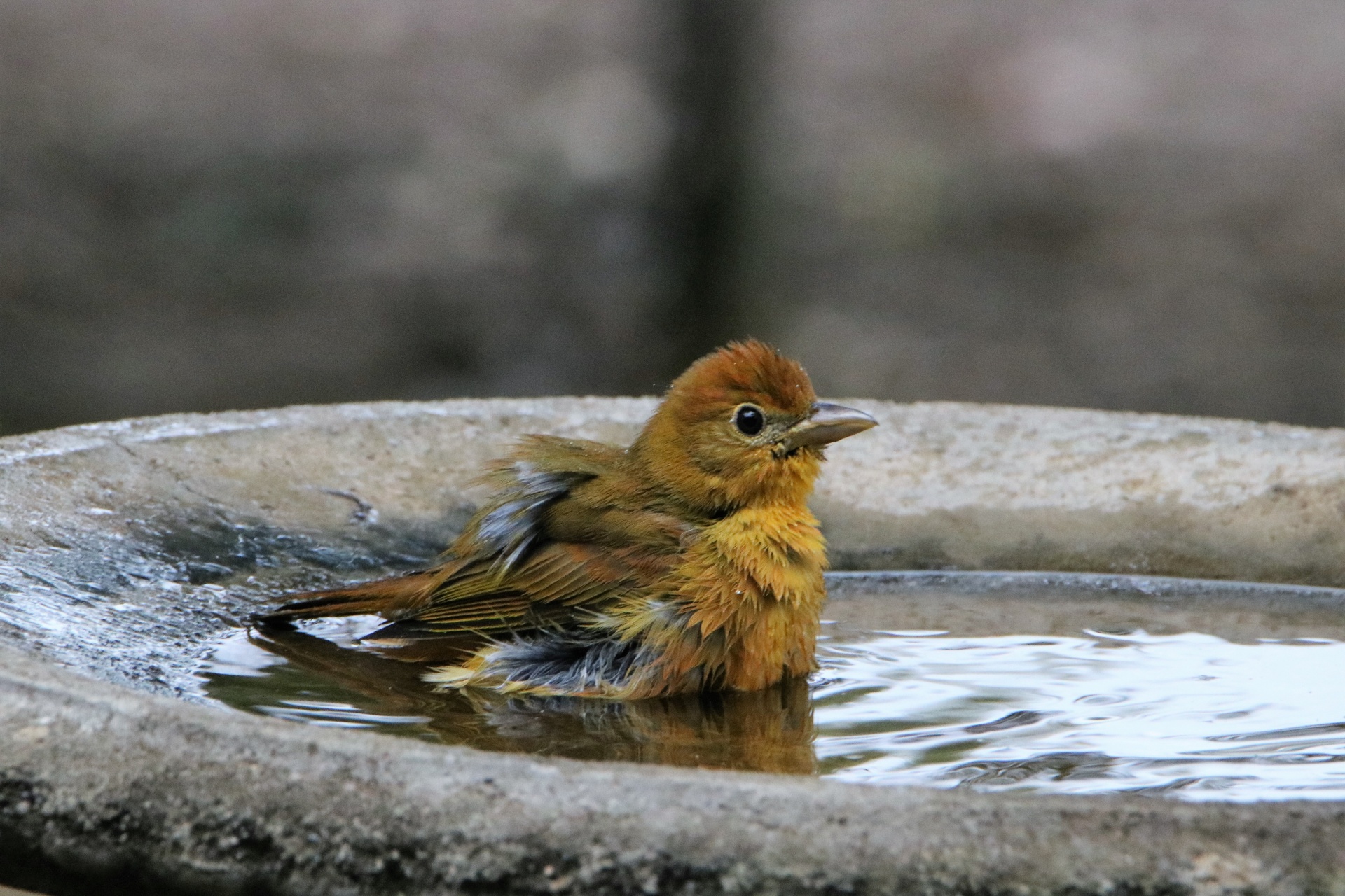 Summer Tanager In Bird Bath 3