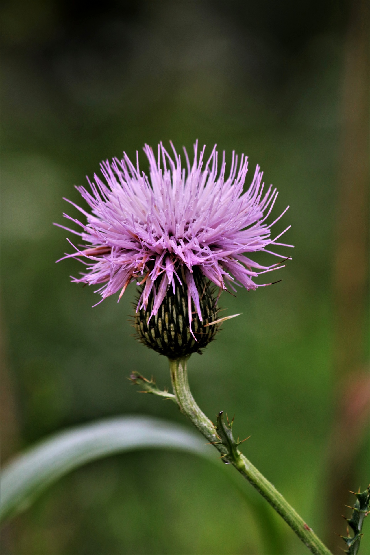 Tall Thistle Close-up
