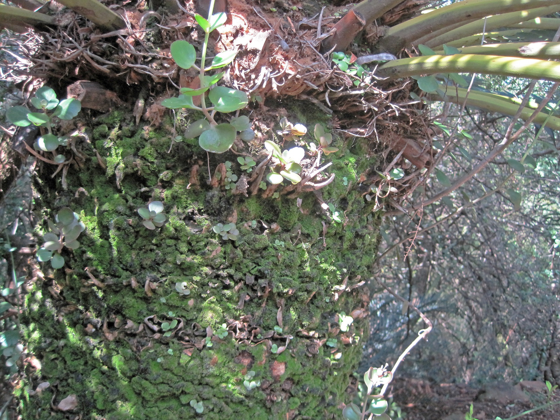 thick moss covered stem of a cycad