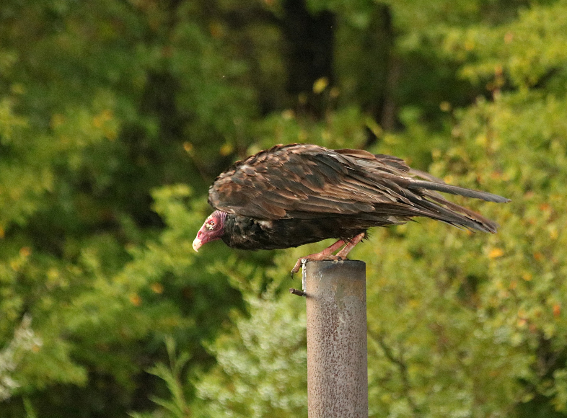 Close-up of a turkey buzzard about to take off in flight from the smoke stack of a meat cooker, showing slight movement, with green trees in the background.