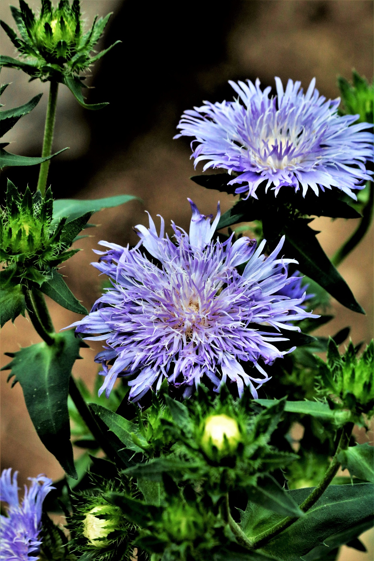 Two Purple Asters Close-up
