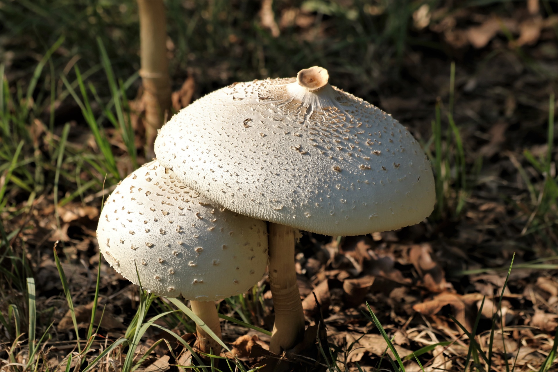 Close-up of two white Amanita mushrooms, one growing beneath the other, in brown leaves and green grass.