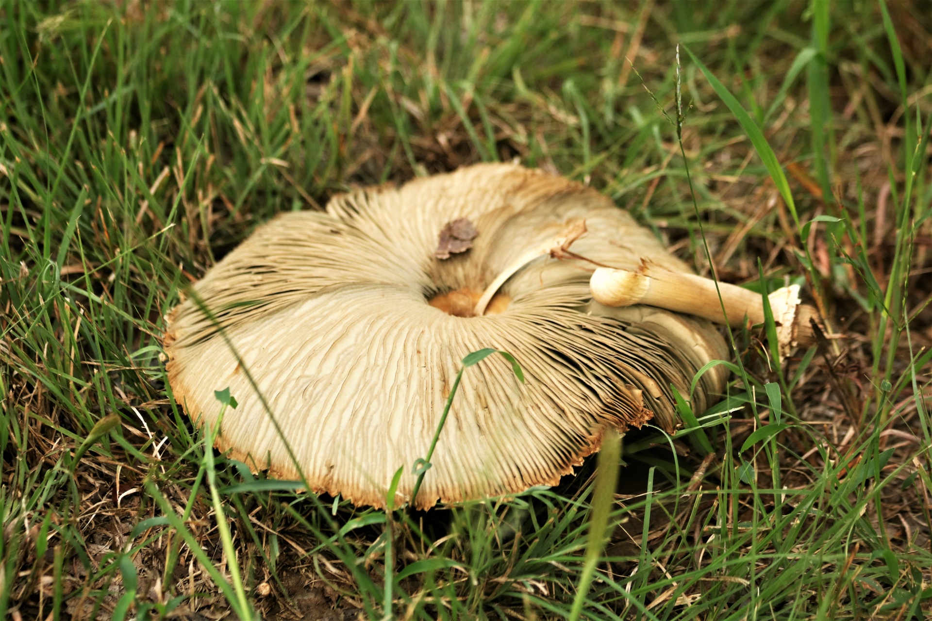 Underside Of A Large White Mushroom