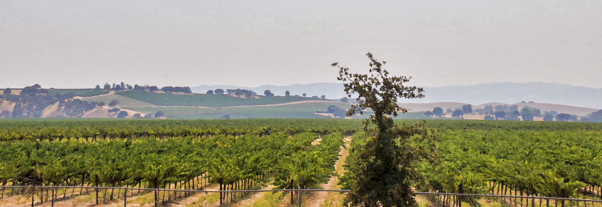 vertical web banner of landscape photo of the wine country