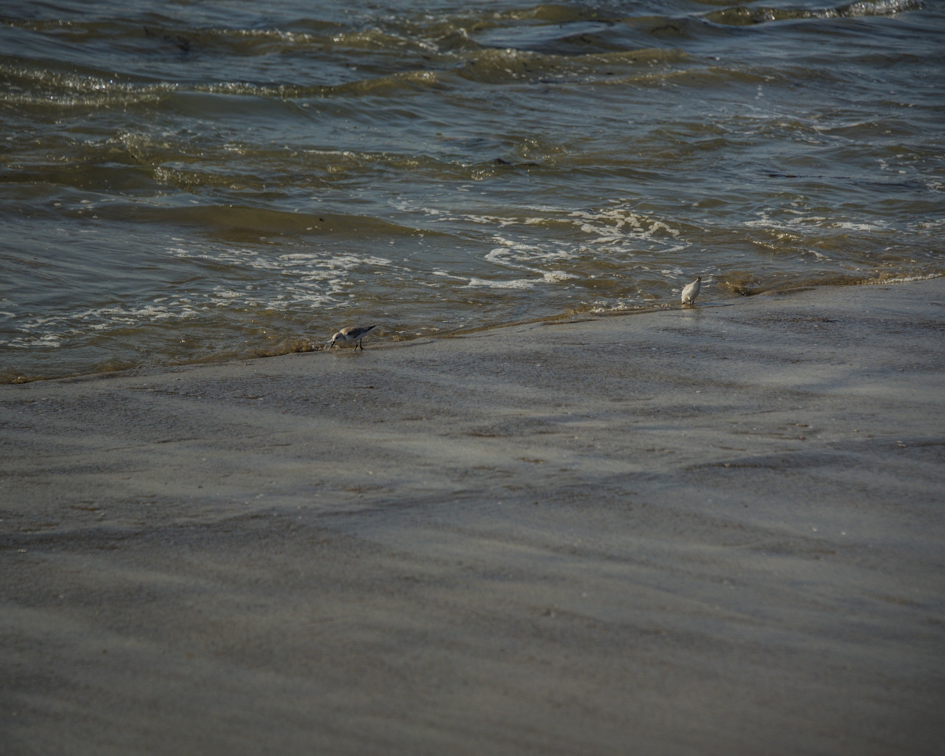 Wading Birds At Beach