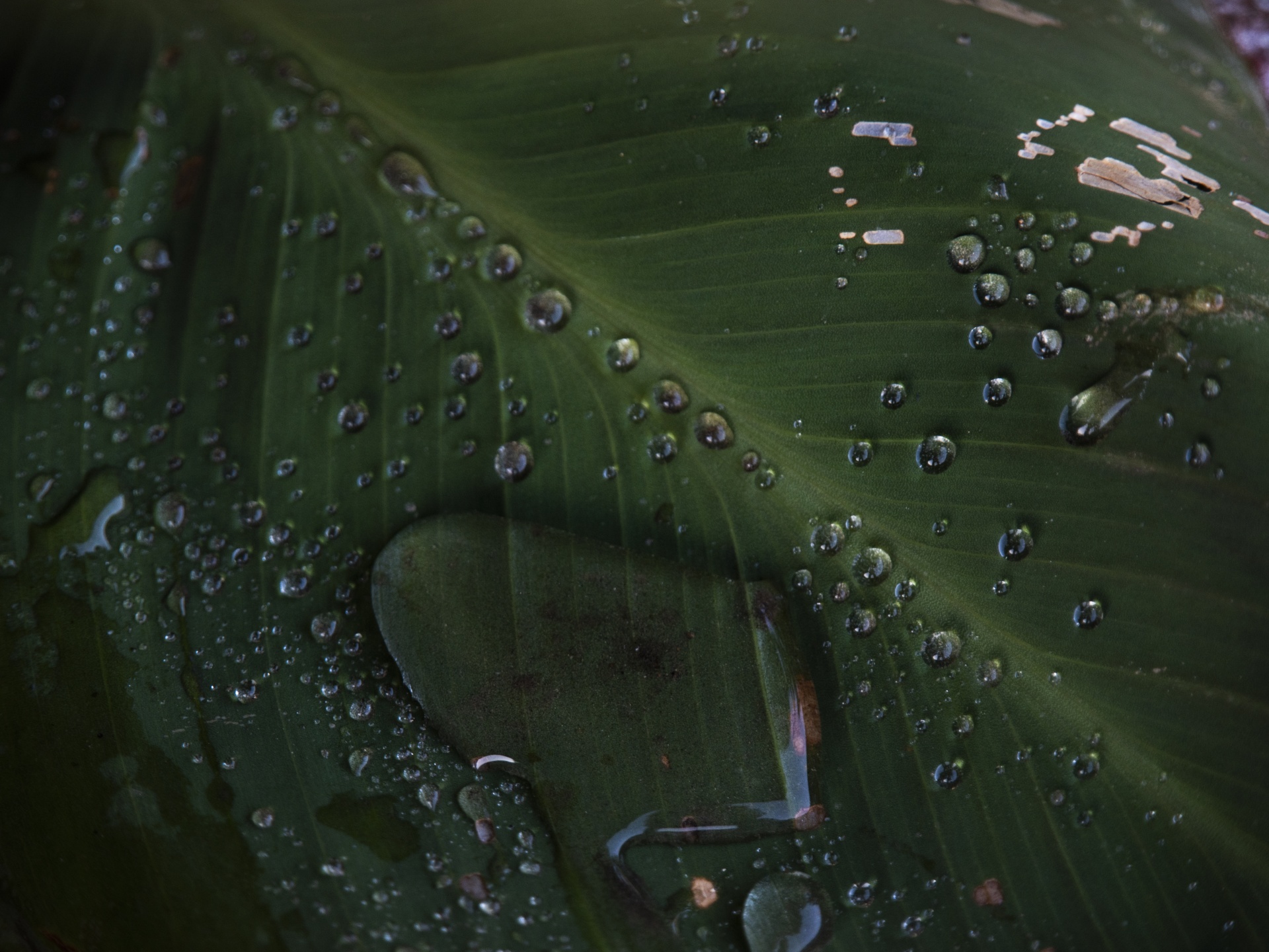 Water droplet sitting on a large canas leaf with smaller droplets in a string.