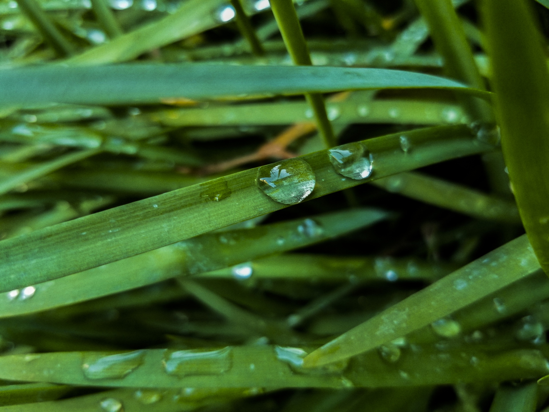 Water Droplets On A Plant Leaf