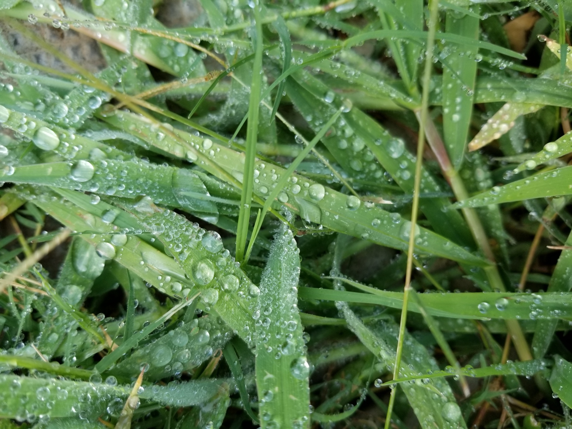 Water Droplets On Leaves