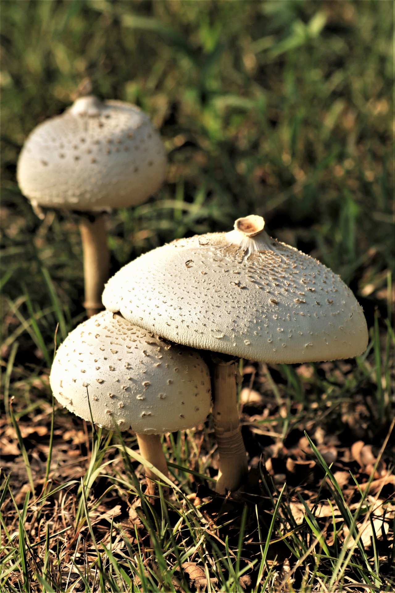 Close-up of two white Amanita mushrooms and one blurred in the background, growing among fall leaves and grass.