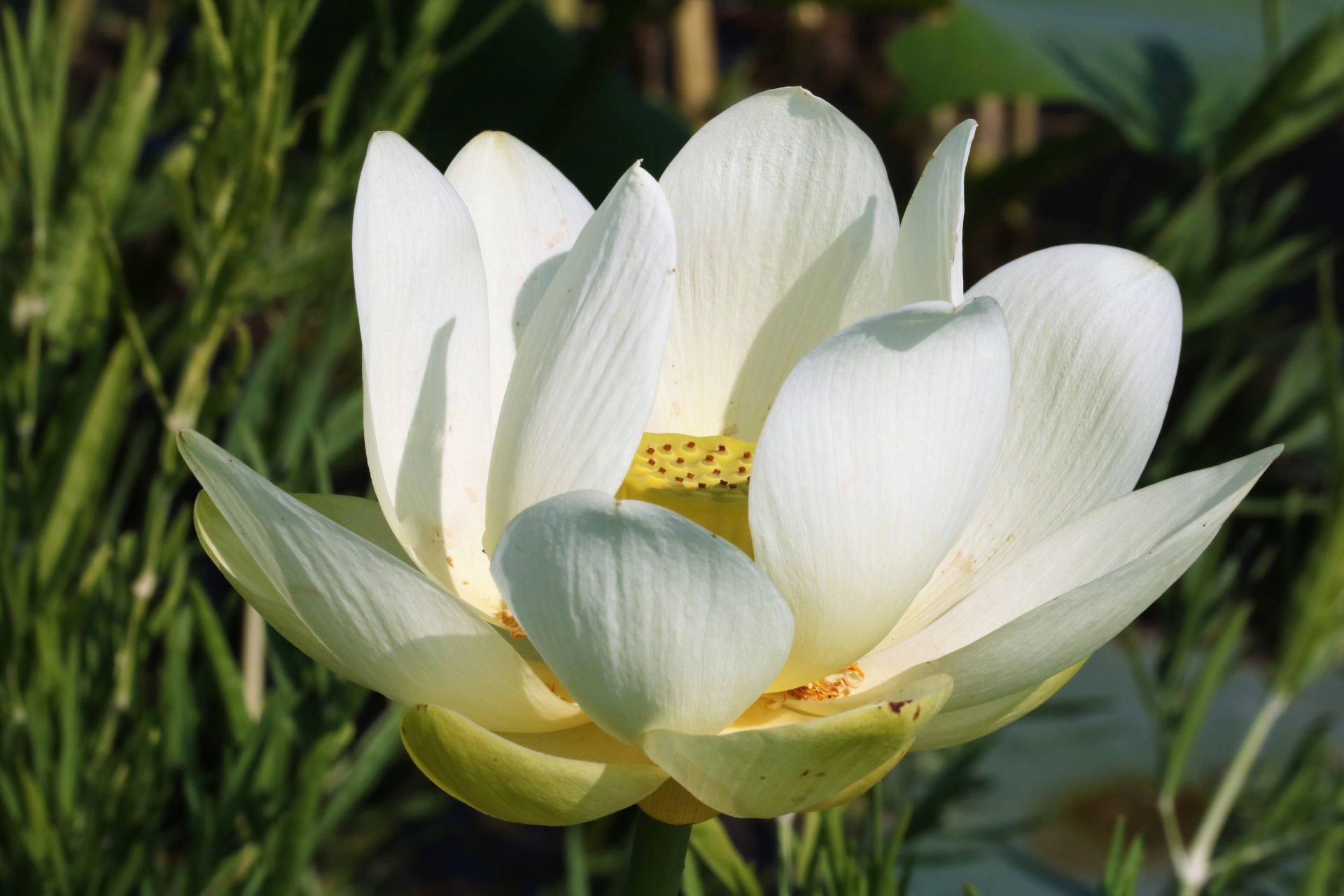 White Lotus Flower Close-up