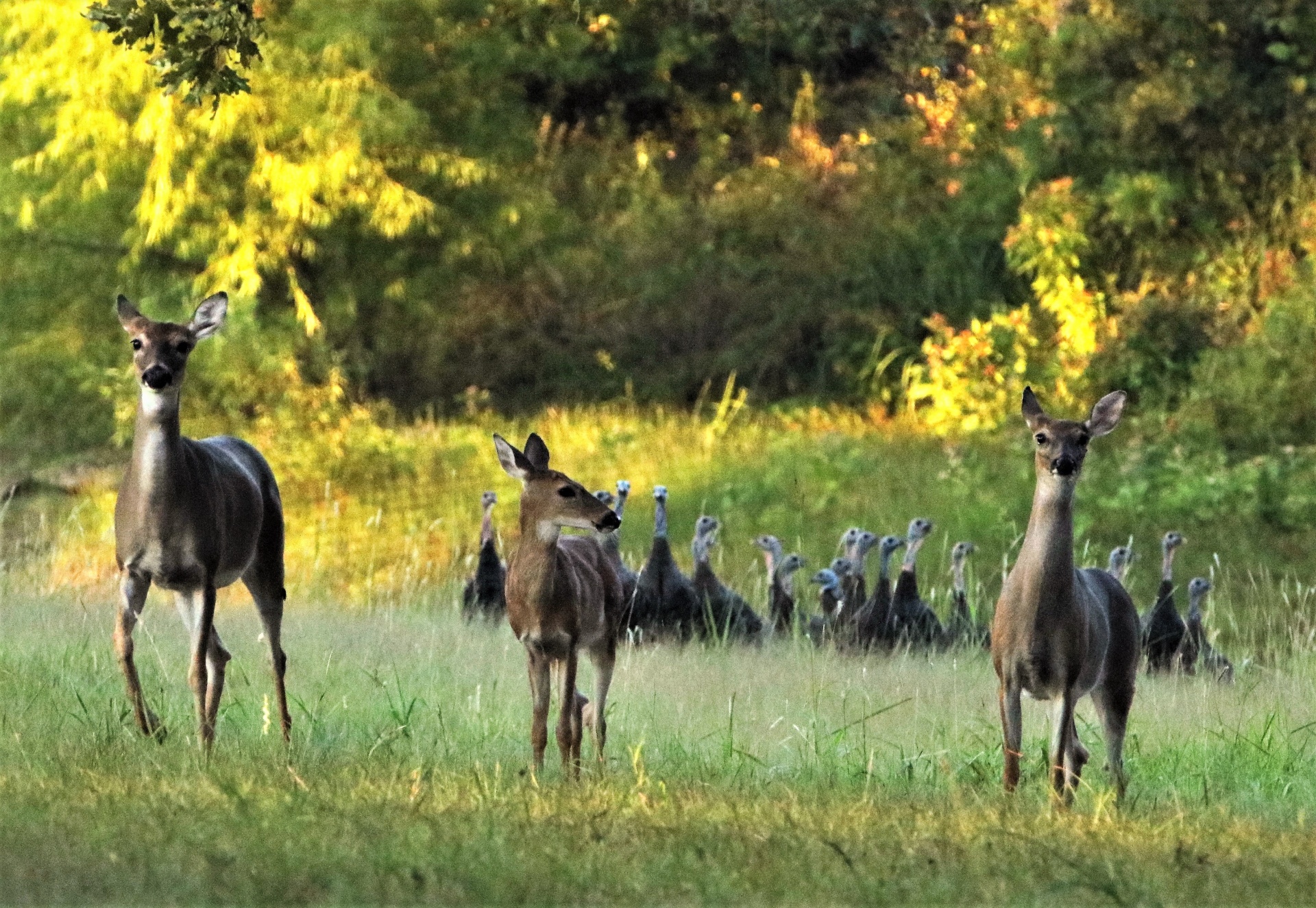 Three white-tail deer walking towards camera with a large group of wild turkey walking along behind them, in a green country field.