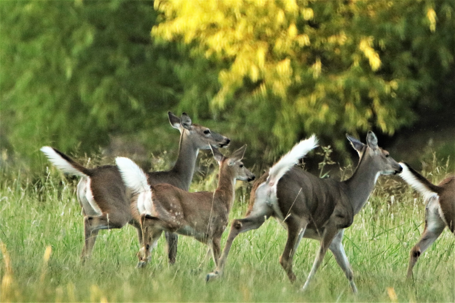 A small group of white-tail deer, running away from the camera, showing their white tails up in the air.