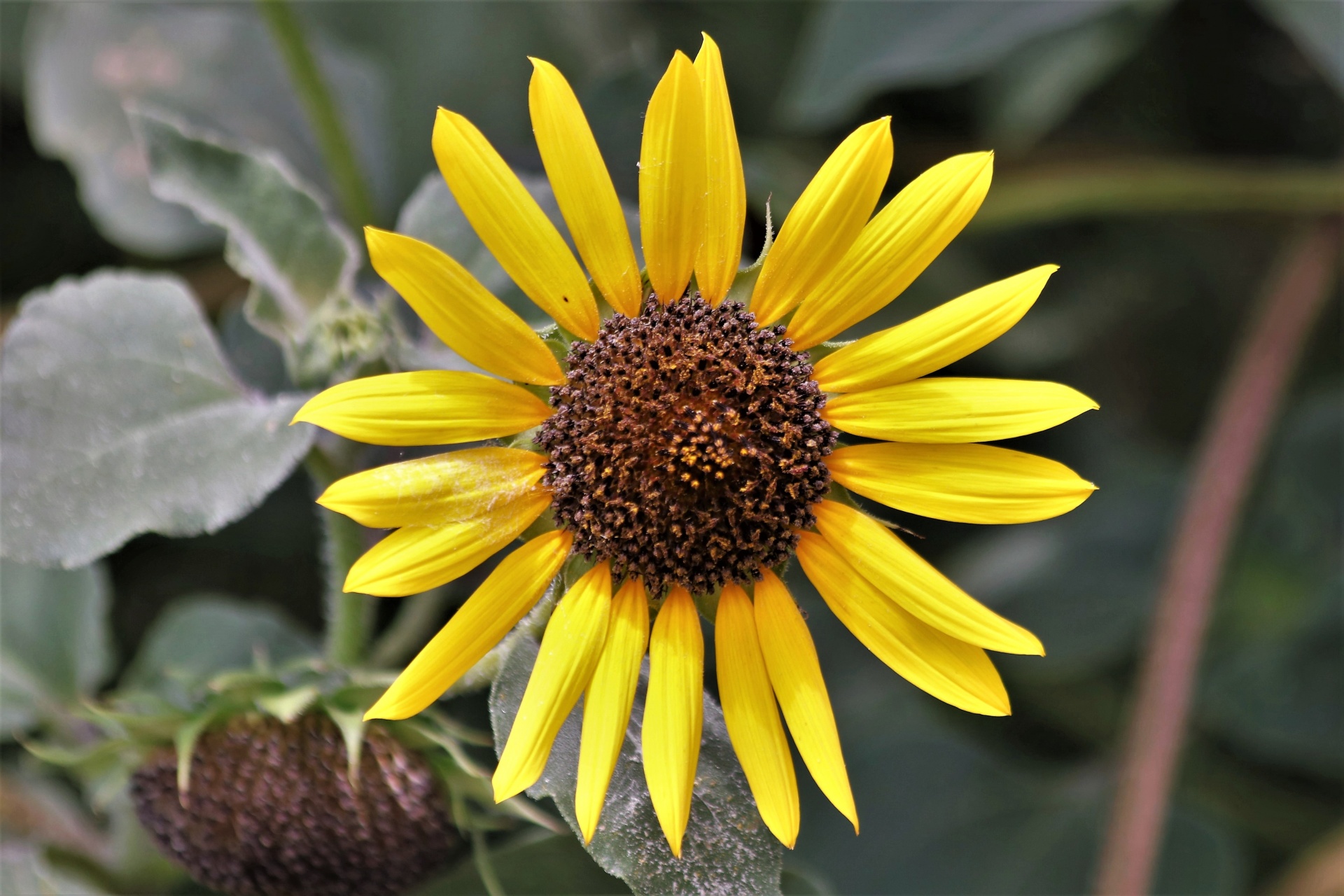 Wild Sunflower Close-up
