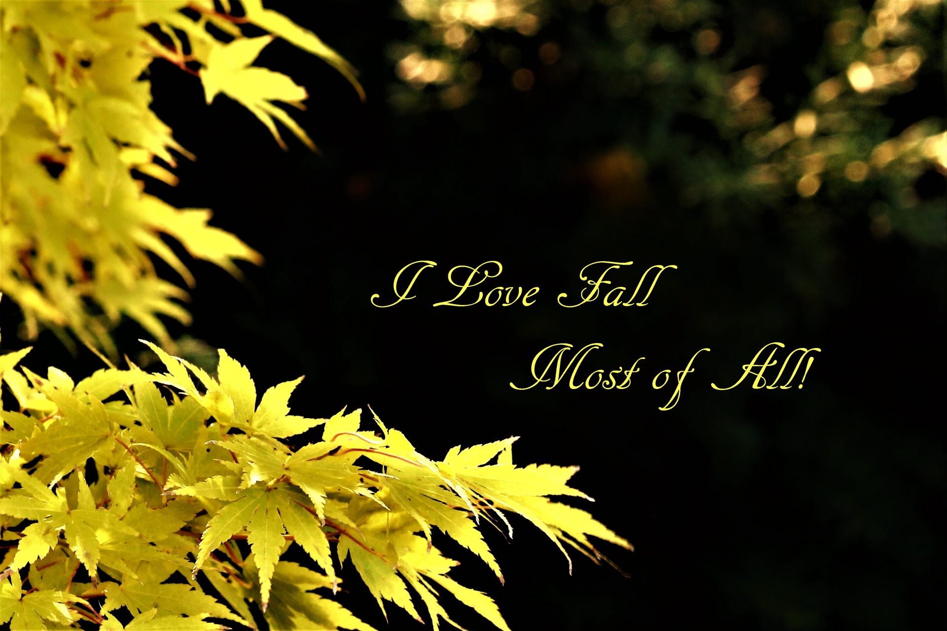 Yellow and gold autumn leaves framing a black background with the text, I Love Fall Most of All.