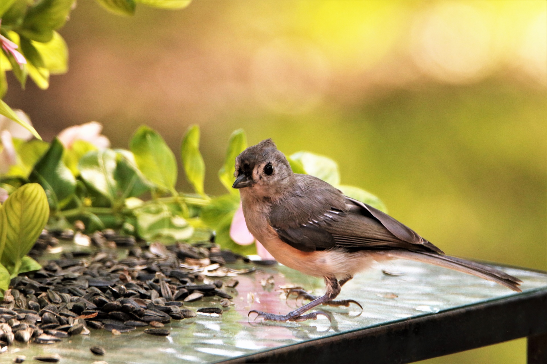 A cute young tufted titmouse bird is perched on a table with green plant leaves and sunflower seeds, on a blurred green background.