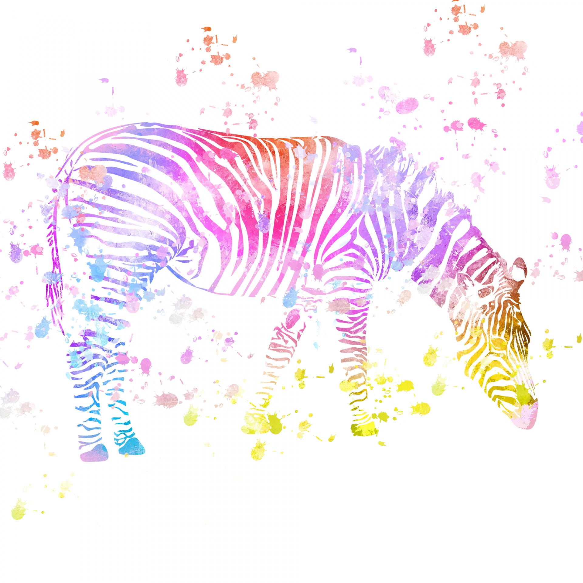 Colorful zebra with watercolor paint or ink splatters