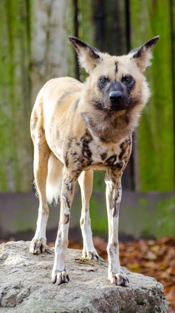 Afrikai vad kutya Szabad kép - Public Domain Pictures