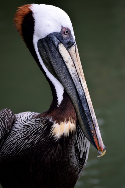 Brown Pelican Free Stock Photo - Public Domain Pictures