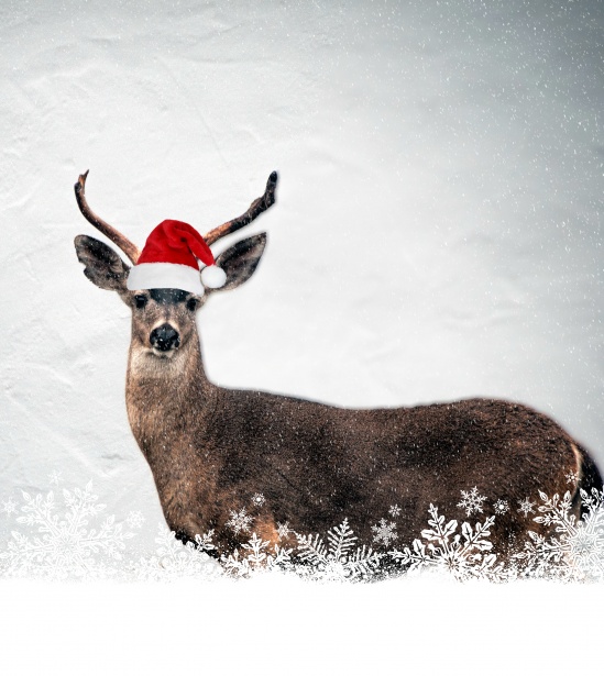 Deer Wearing Santa Cap Free Stock Photo - Public Domain Pictures
