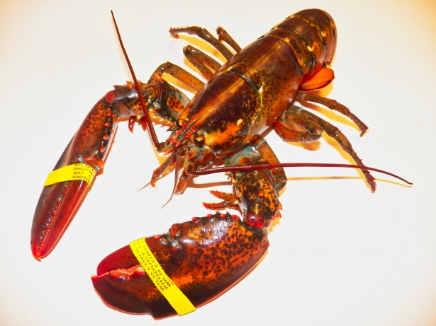 Live Lobster Free Stock Photo - Public Domain Pictures