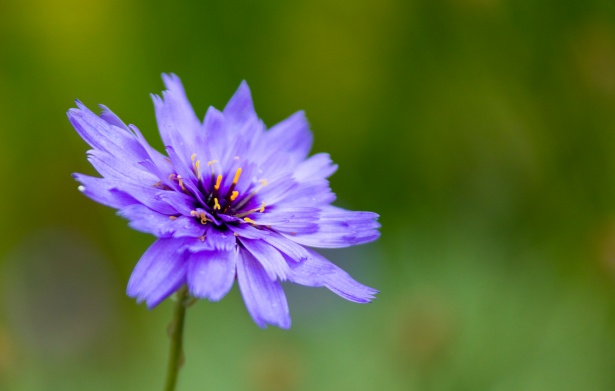 Flor azul púrpura Stock de Foto gratis - Public Domain Pictures
