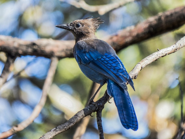 Scrub Jay Free Stock Photo - Public Domain Pictures