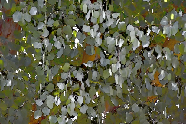 Foglie argentee di un albero Immagine gratis - Public Domain Pictures